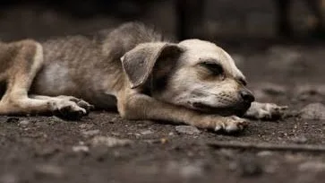 El alarmante impacto del abandono de mascotas tras las fiestas de fin de año