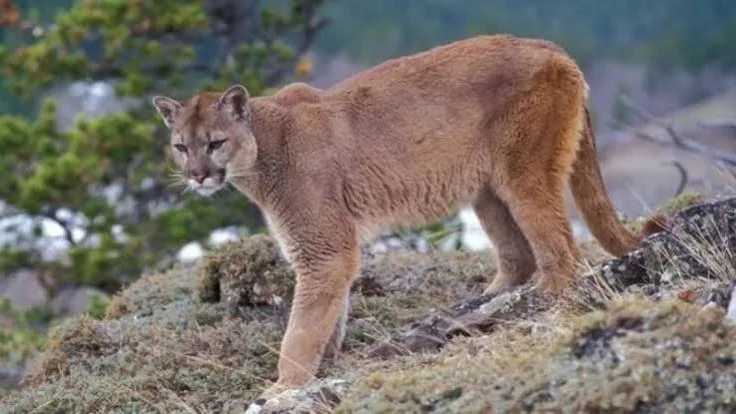 Captan un puma en una reserva natural del Quindío