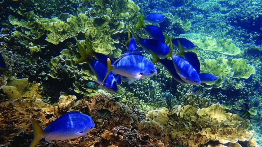 Australia amplía zonas de reserva marina para proteger ecosistemas de coral