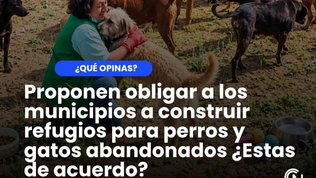 ¿REFUGIOS MUNICIPALES PARA ANIMALES ABANDONADOS?