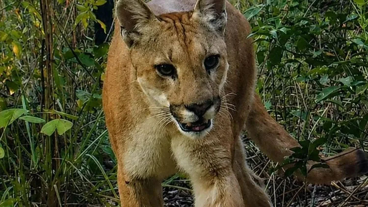 Cámara trampa capta una puma en una reserva natural del Quindío