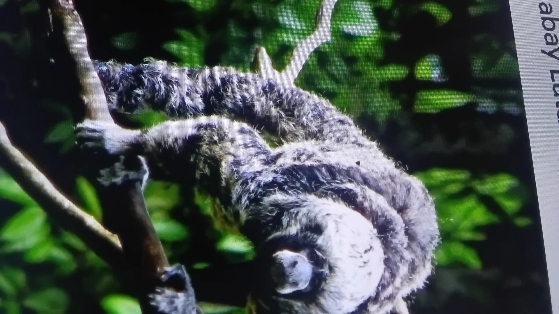El mono volador y los secretos de Amacayacu, en una región de Colombia con la mayor divers