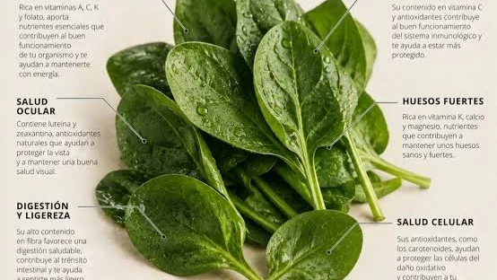 La espinaca: un alimento rico en vitaminas que beneficia la salud