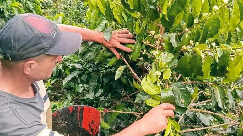 Productores de café estiman un repunte del 12% en la producción nacional